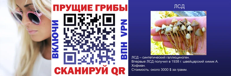 Галлюциногенные грибы Cubensis  цена   Ершов 